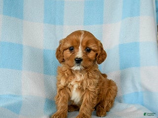 Cavapoo dogs Smores - Ad 33