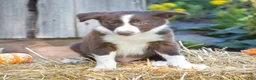 Border Collie dogs for sale: Tucker - Ad 1