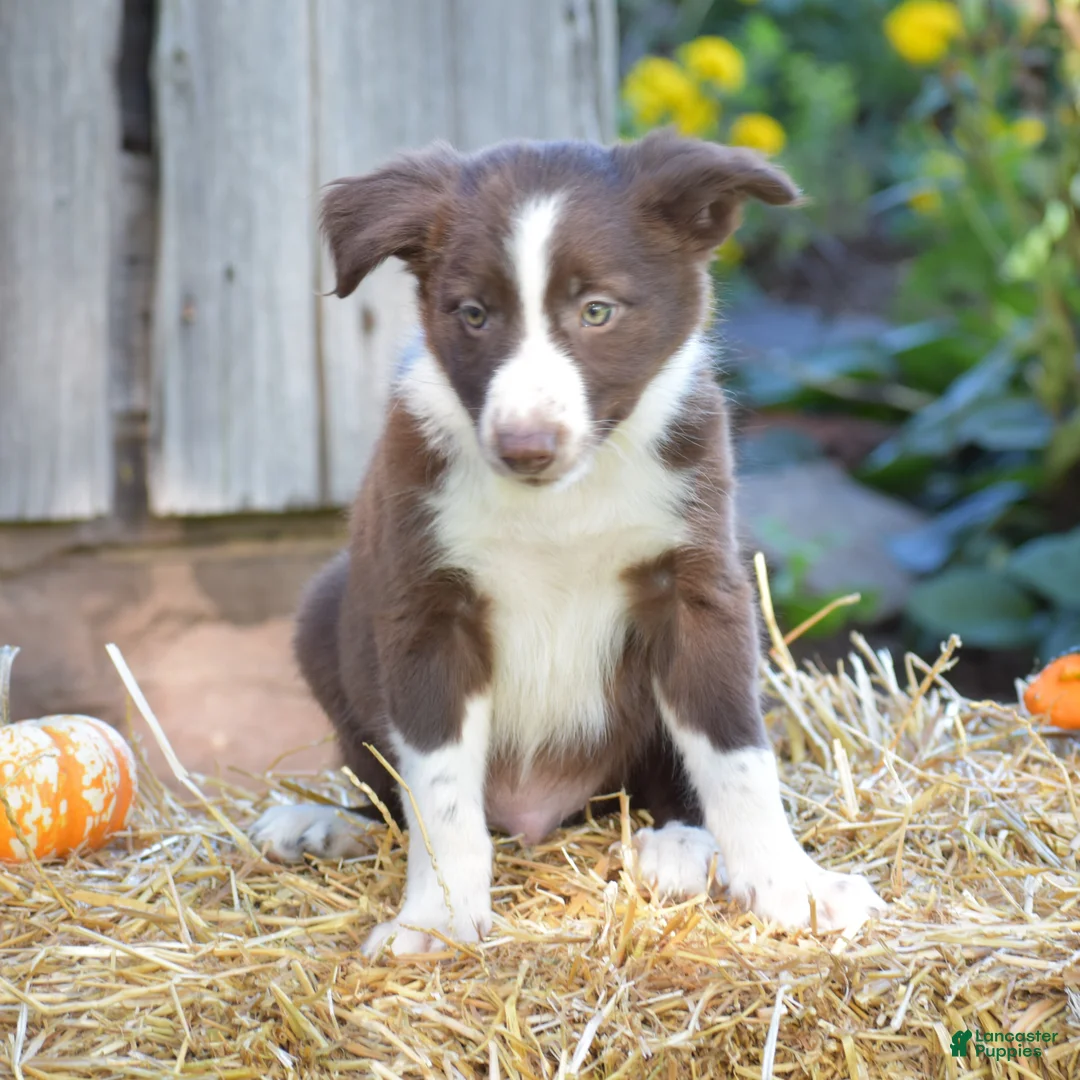 Border Collie dogs for sale: Tucker - Ad 1