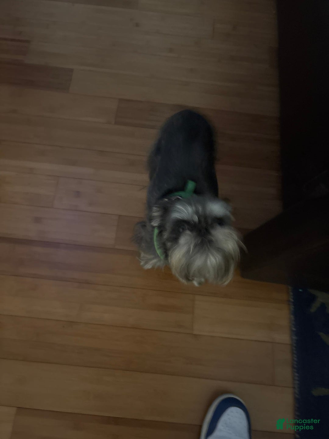 Gallery Image {{count}}