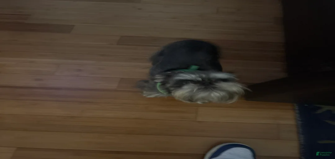 Gallery Image {{count}}