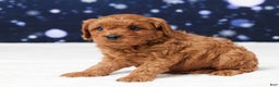 Cavapoo dogs for sale: Buster - Ad 2