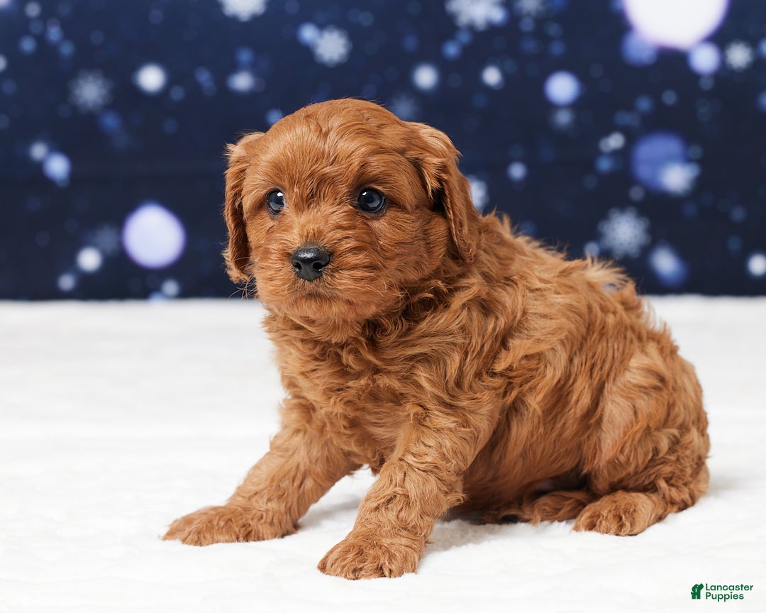 Cavapoo dogs for sale: Buster - Ad 2