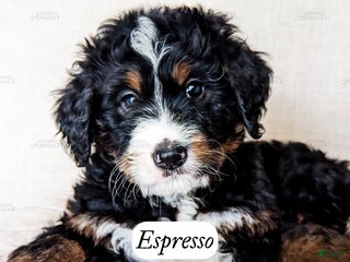 Bernedoodle dogs - Ad 2