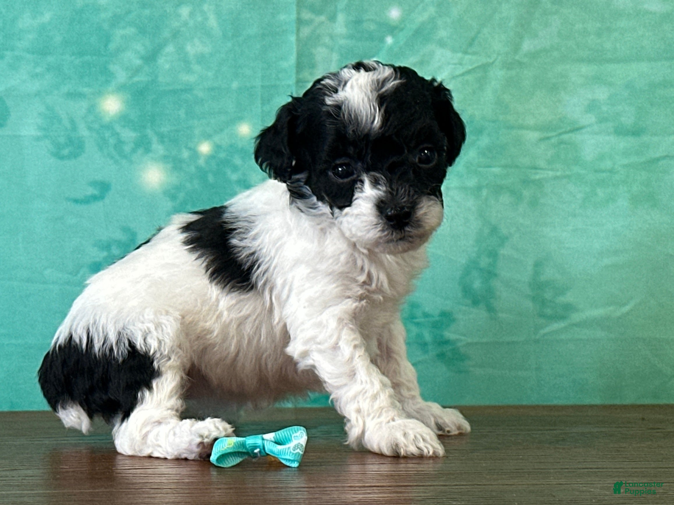Miniature Poodle dogs Tiana - Ad 2