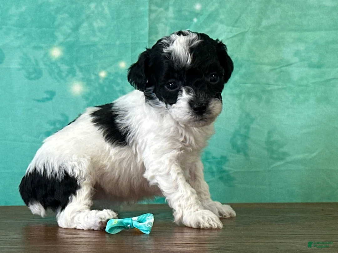 Miniature Poodle dogs for sale: Tiana - Ad 2