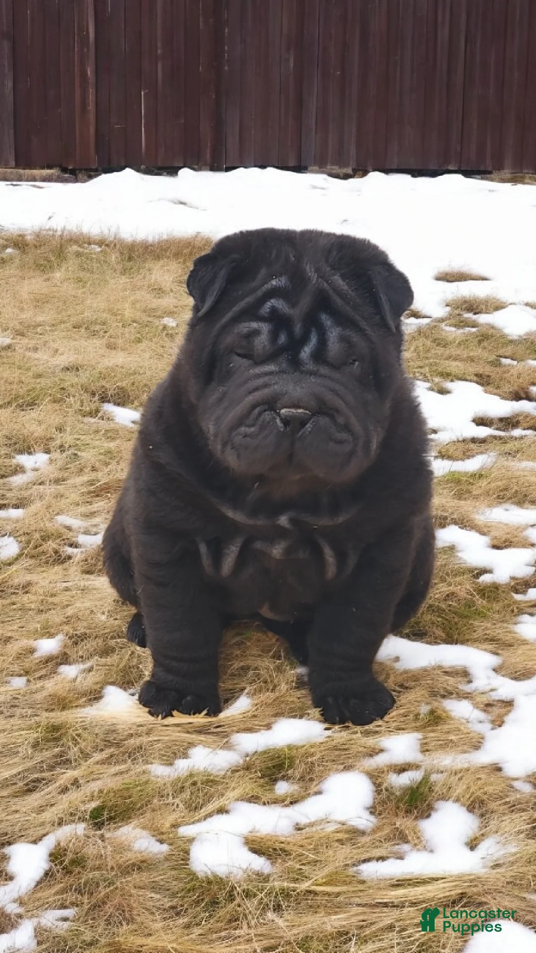 Shar Pei dogs for sale: Raven mini  - Ad 7