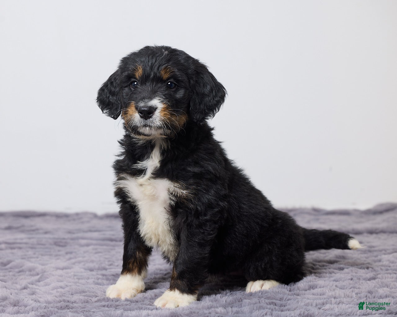 Bernedoodle dogs Kayli - Ad 1
