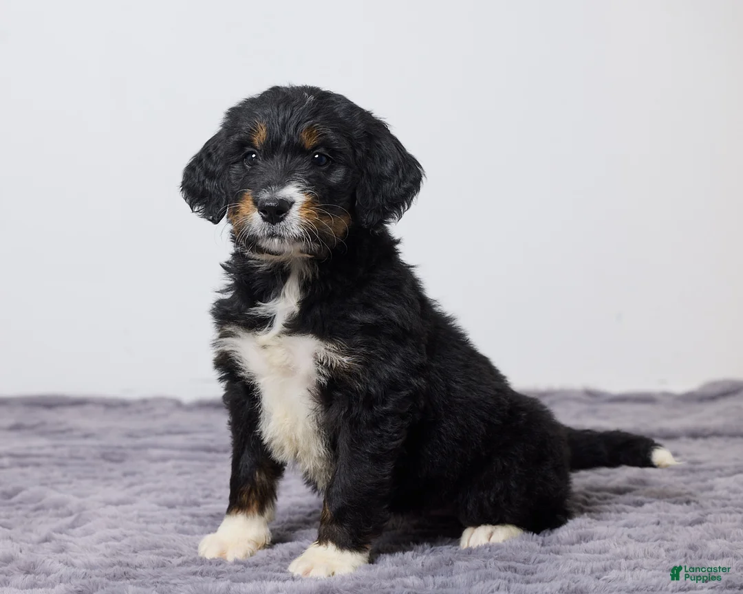 Bernedoodle dogs for sale: Kayli - Ad 1