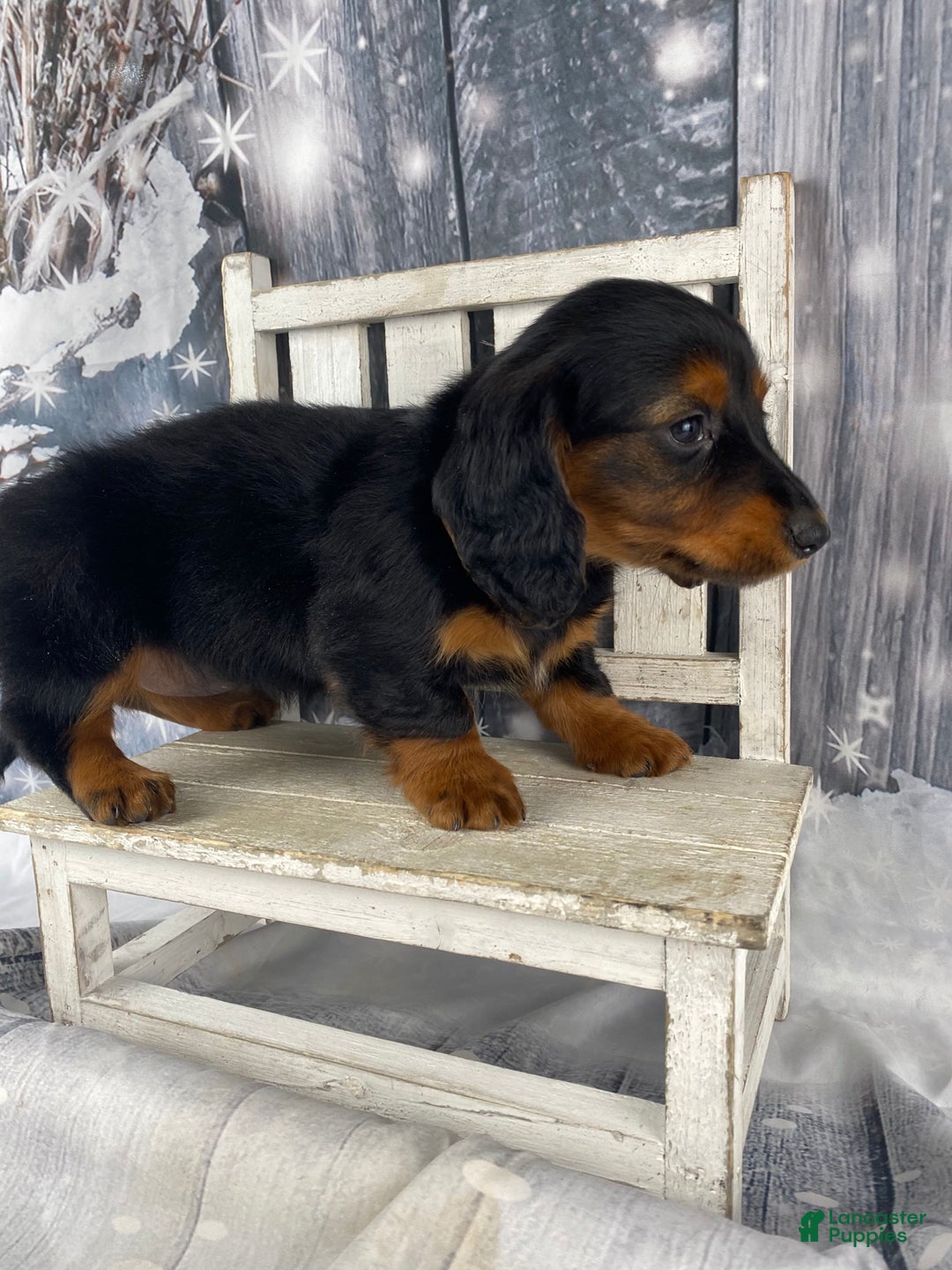 Miniature Dachshund dogs for sale: Tiffany - Ad 4