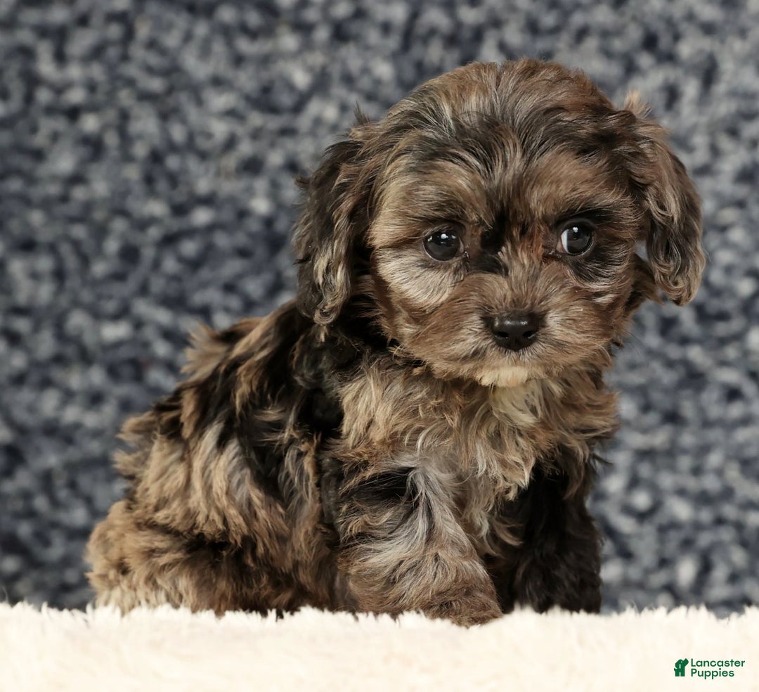 Cavapoo dogs for sale: Bella - Ad 8