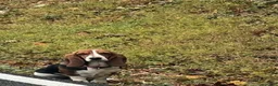 Basset Hound dogs for sale: Sister  - Ad 1