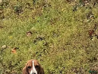 Basset Hound dogs Sister - Ad 1