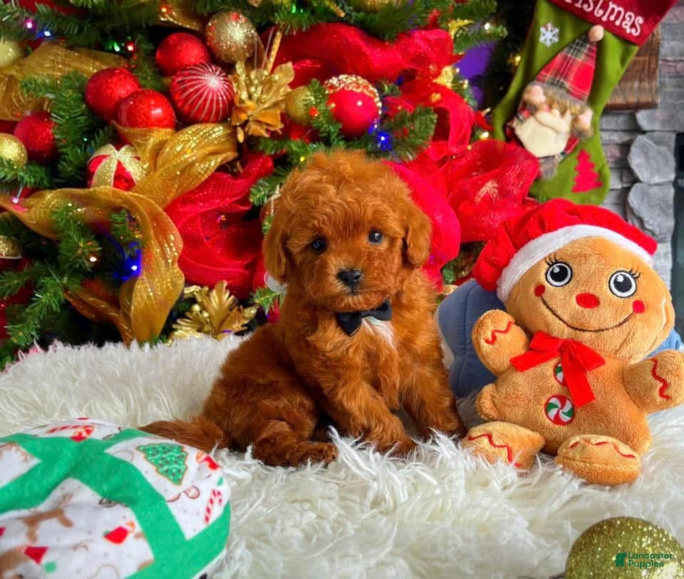 Toy Poodle dogs Teddy - Ad 22