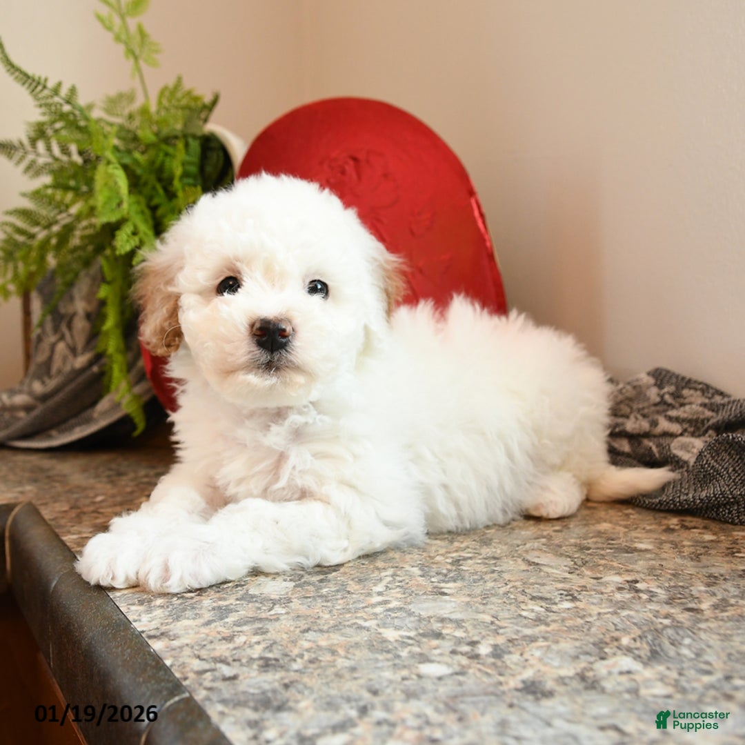 Bichpoo dogs for sale: Honey - Ad 2