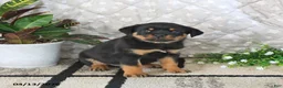 Rottweiler dogs for sale: Axel - Ad 4