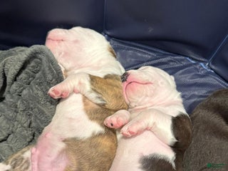 Mixed Breed dogs - Ad 33