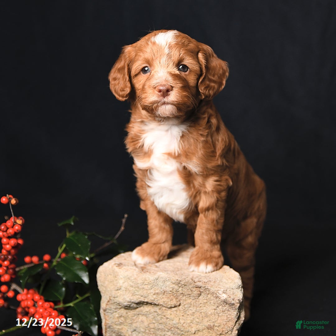 Cockapoo dogs for sale: Jingles - Ad 4