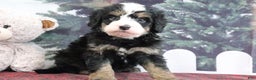 Mini Bernedoodle dogs for sale: Tucker - Ad 1
