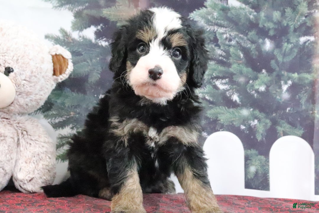 Mini Bernedoodle dogs for sale: Tucker - Ad 1