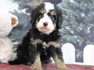 Mini Bernedoodle dogs Tucker - Ad 6