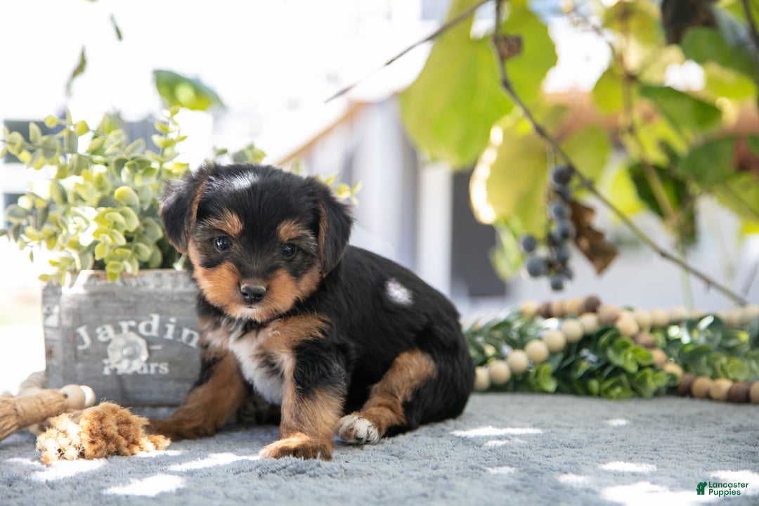 Shorkie dogs for sale: Eric - Ad 2