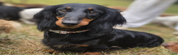 Dachshund dogs for sale: Bigger girl - Ad 8