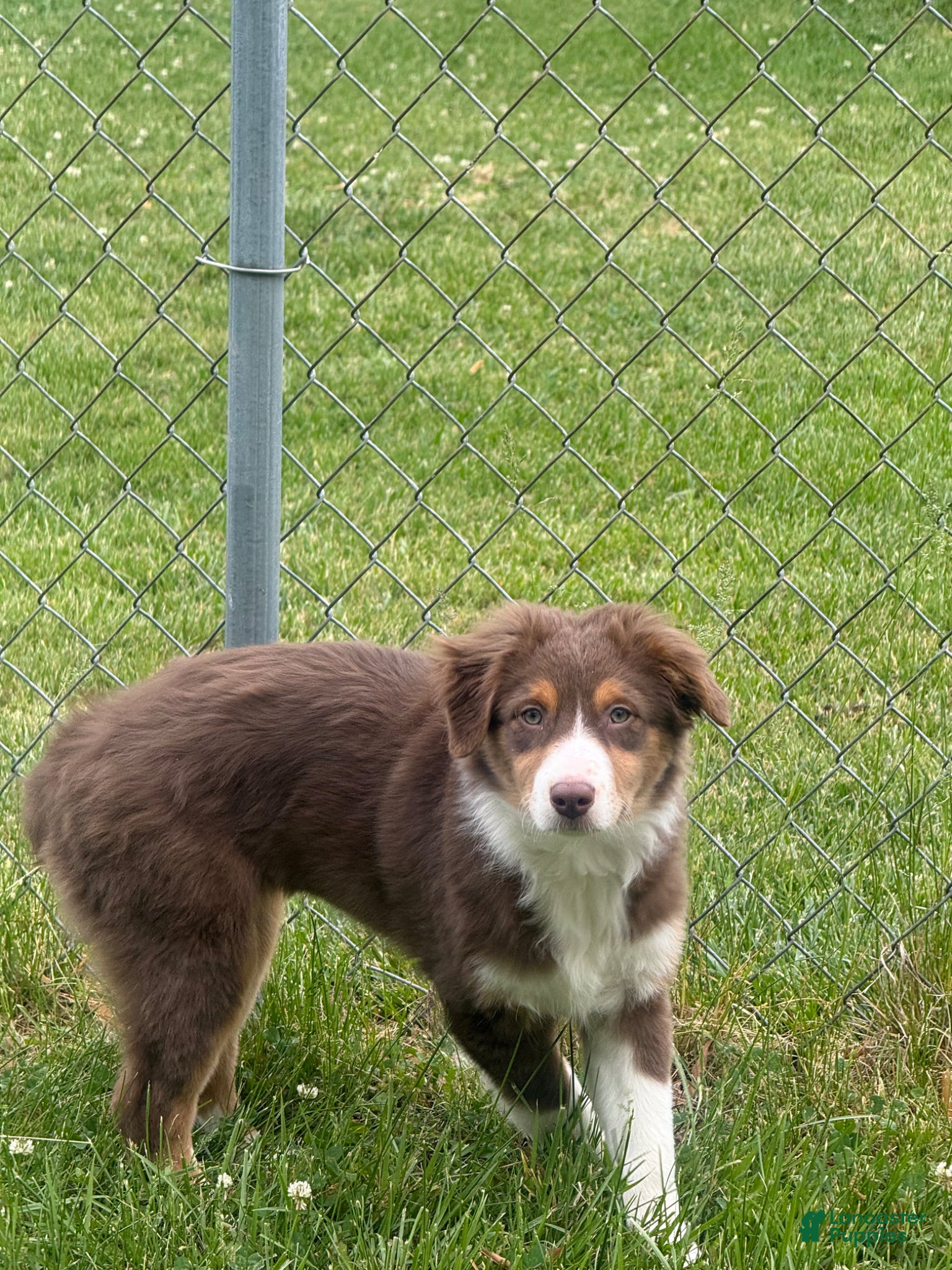 Australian Shepherd dogs Australian Shepherd Puppy 1 - Ad 1