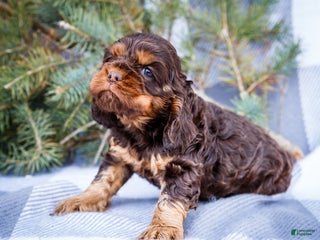 Cocker Spaniel dogs Polly - Ad 5