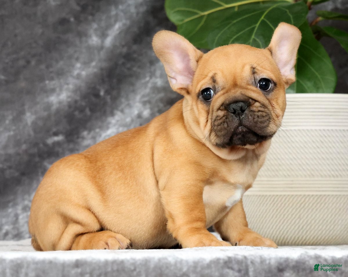 French Bulldog dogs Benji - Ad 1