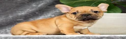 French Bulldog dogs for sale: Benji - Ad 1