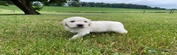 Golden Retriever dogs for sale: Dewey - Ad 12