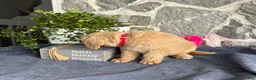 Goldendoodle dogs for sale: Nolan - Ad 8