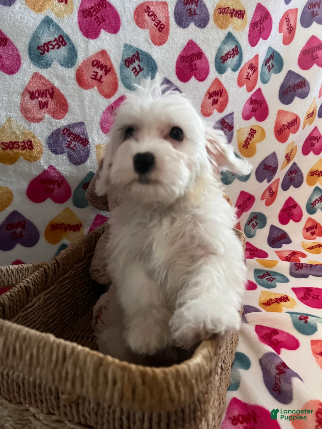 Yochon dogs for sale: Morty - Ad 3