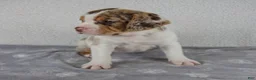 Beabull dogs for sale: Willow - Ad 6