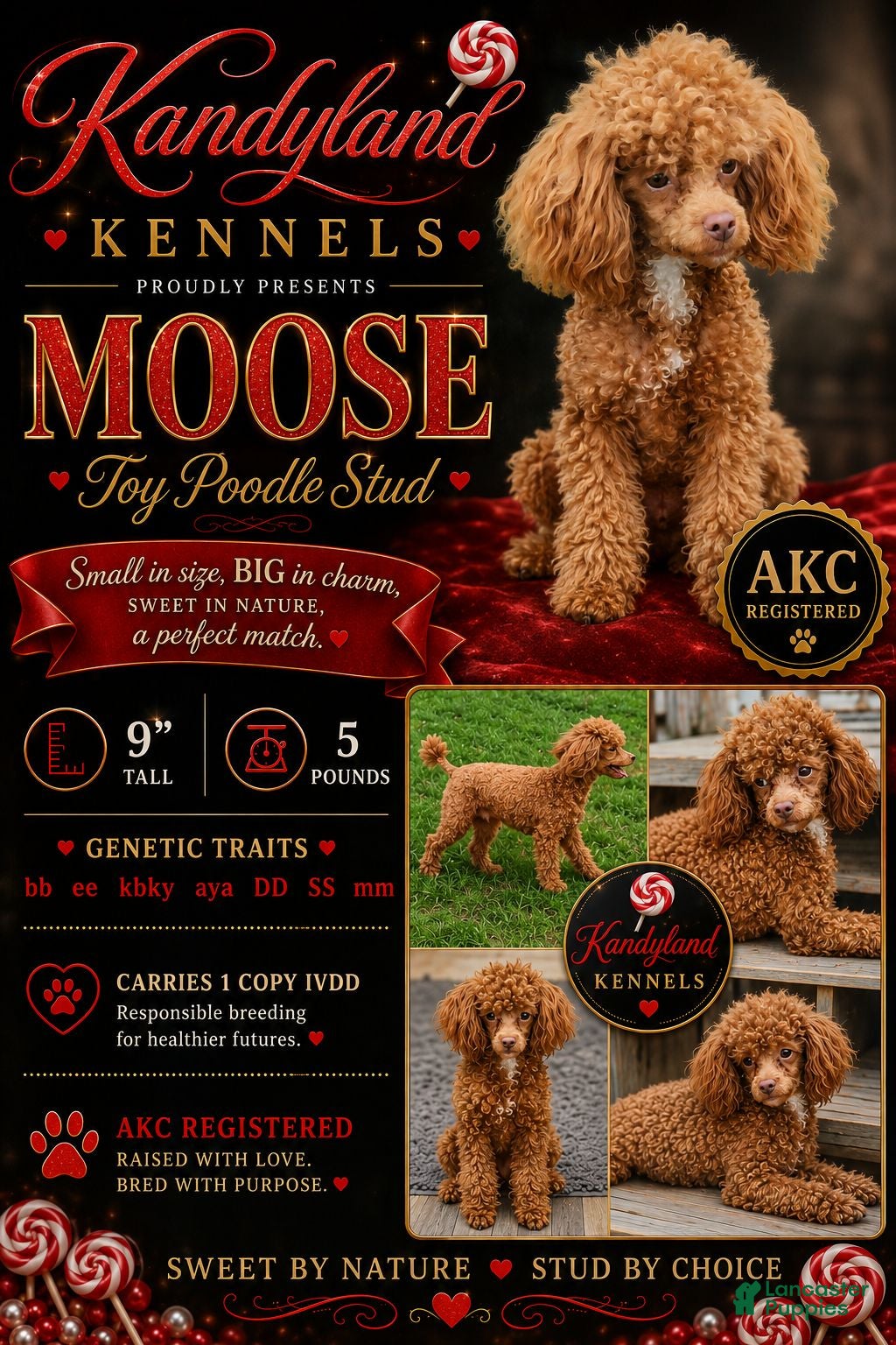 Toy Poodle dogs Moose - Ad 1