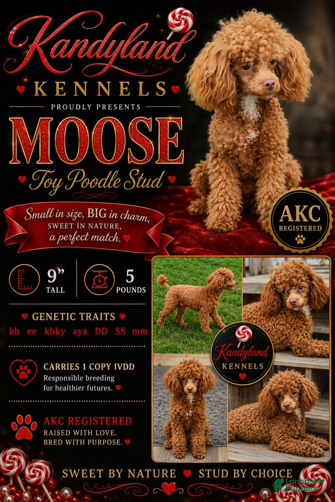 Toy Poodle dogs for stud: Moose - Ad 1