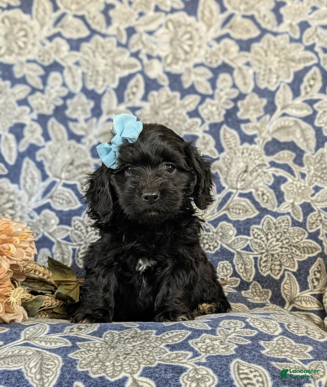 Mixed Breed dogs for sale: Athena - Ad 1