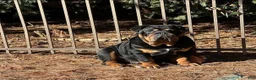 English Bulldog dogs for sale: Bluey - Ad 11