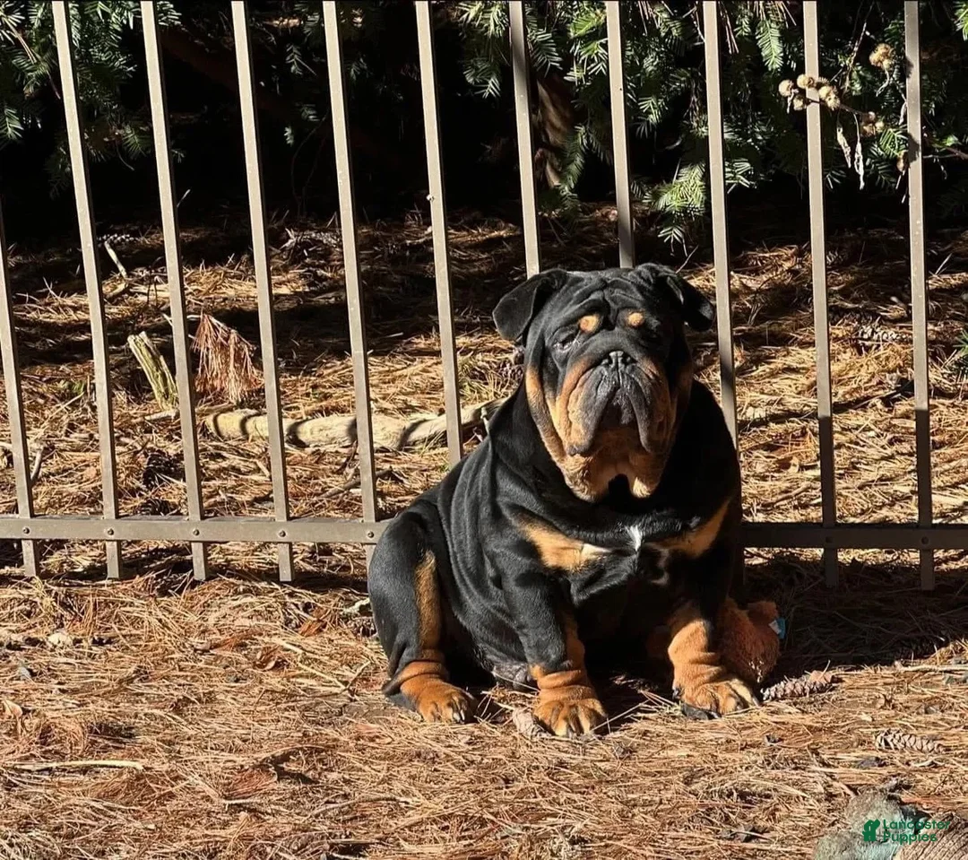 English Bulldog dogs for sale: Bluey - Ad 11