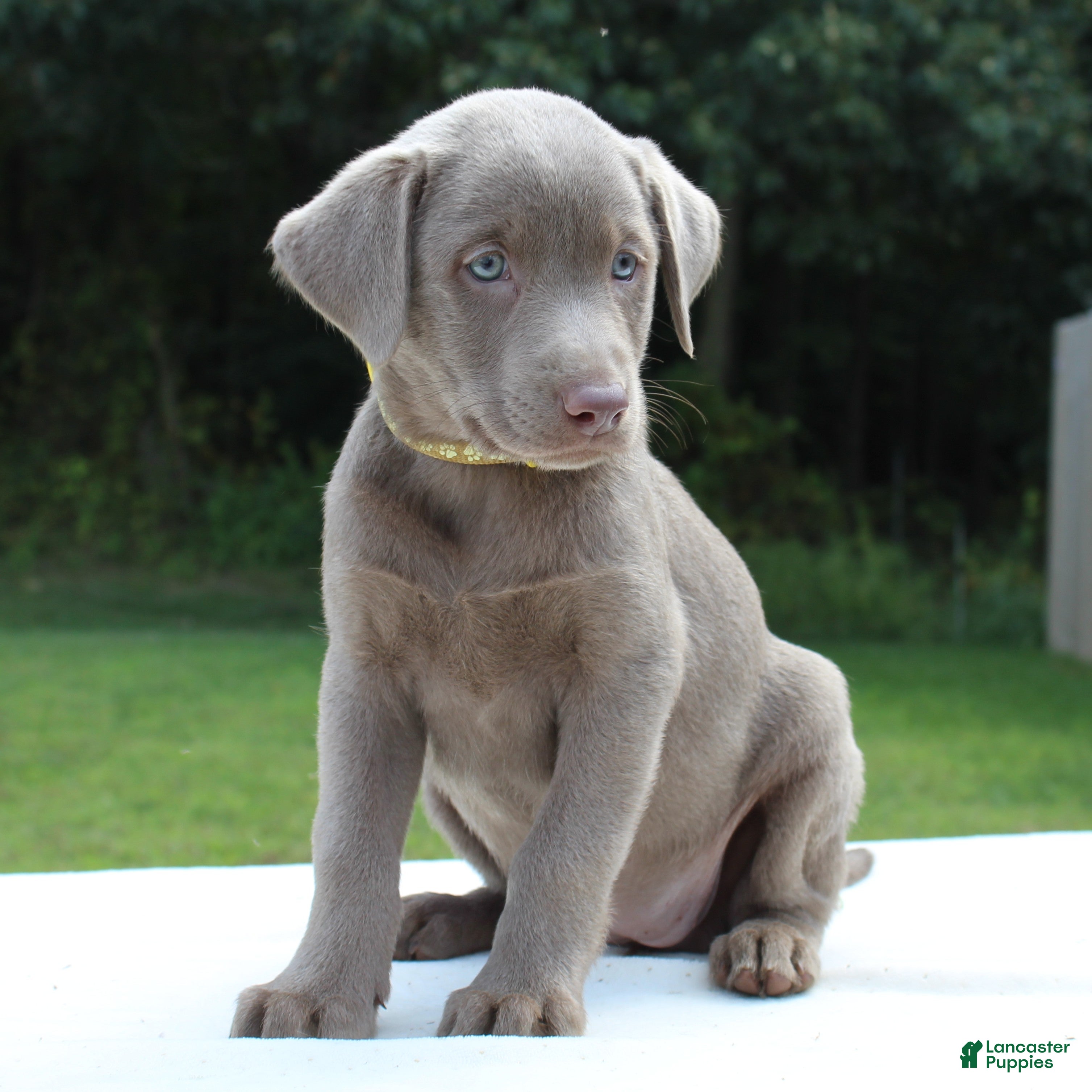 Labrador Retriever dogs Tabby - Ad 2