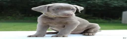 Labrador Retriever dogs for sale: Tabby - Ad 2