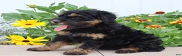 Mini Goldendoodle dogs for sale: Faye - Ad 4