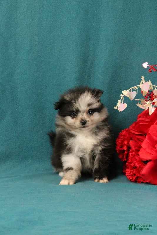 Pomeranian dogs Timothy - Ad 24