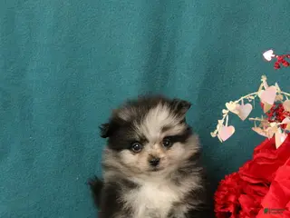 Pomeranian dogs Timothy - Ad 24