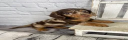 Miniature Dachshund dogs for sale: Pearl - Ad 13