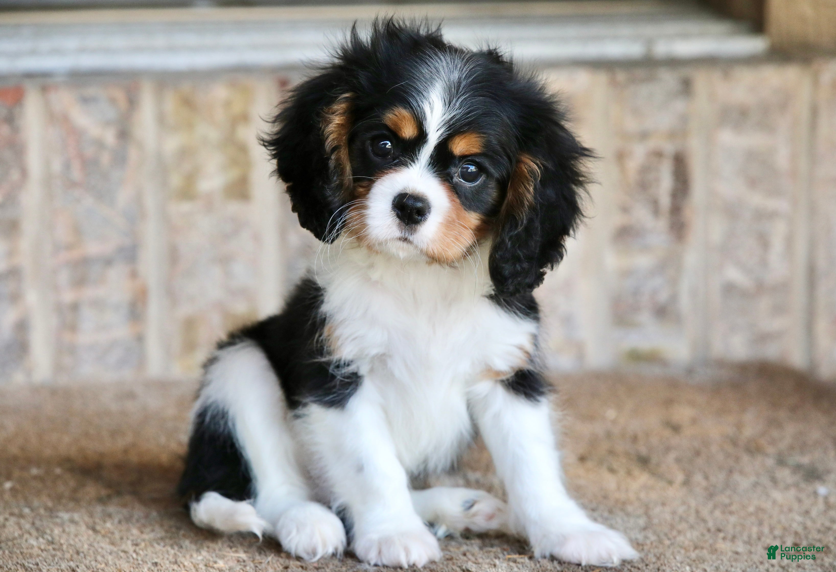 Cavalier King Charles Spaniel Puppies for sale Lancaster Puppies