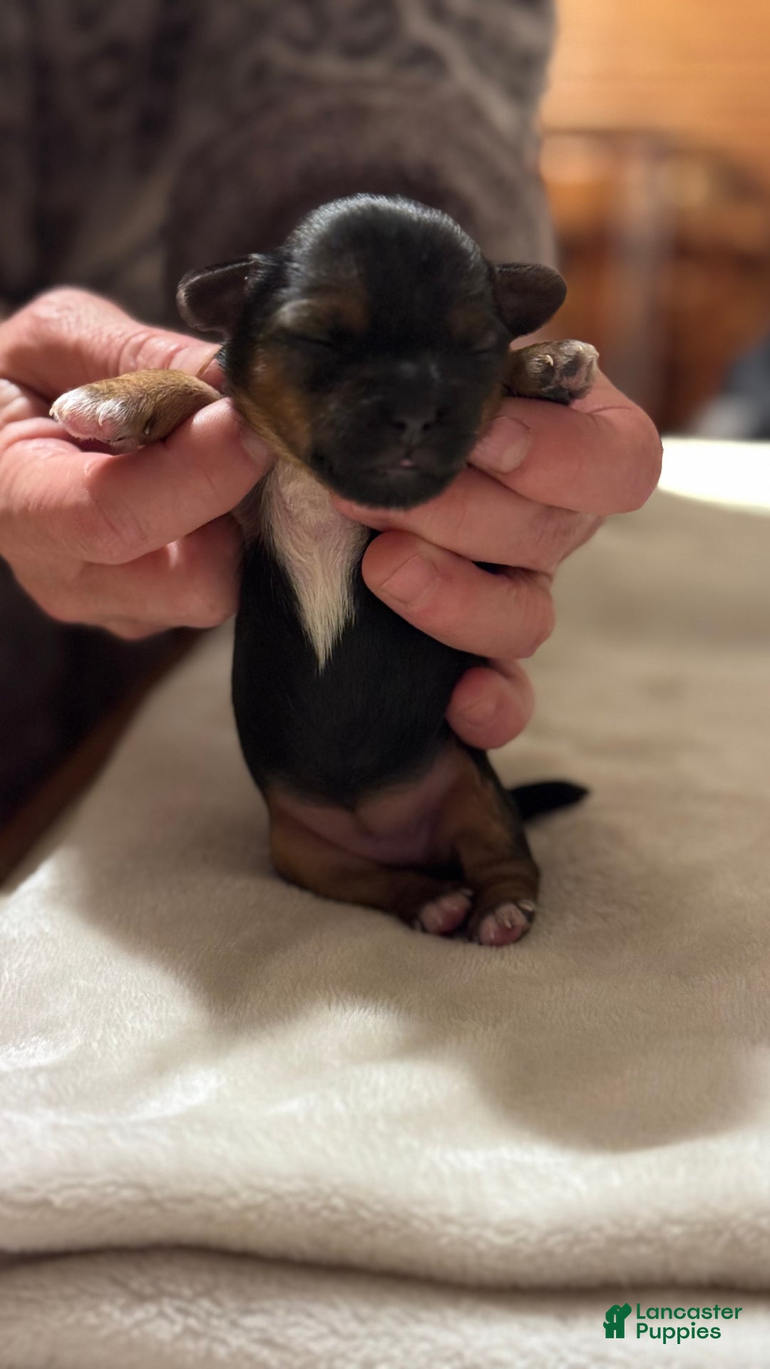 Mixed Breed dogs for sale: Freya - Ad 3