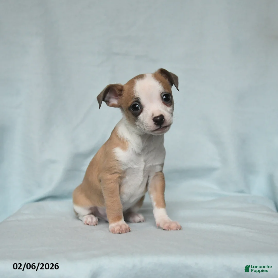 Chihuahua dogs for sale: Twix - Ad 2