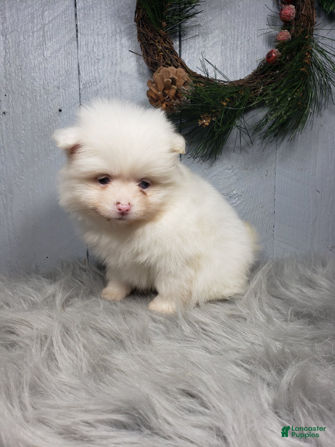 Pomeranian dogs for sale: Ava  - Ad 5